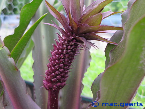 Eucomis bicolor